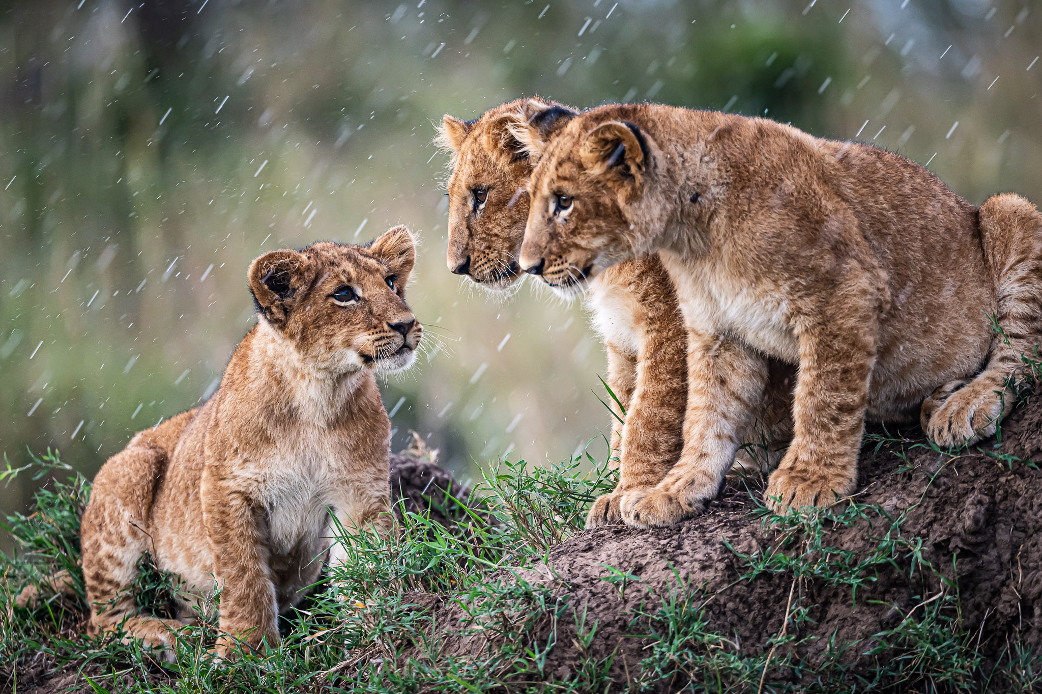 Group Safari