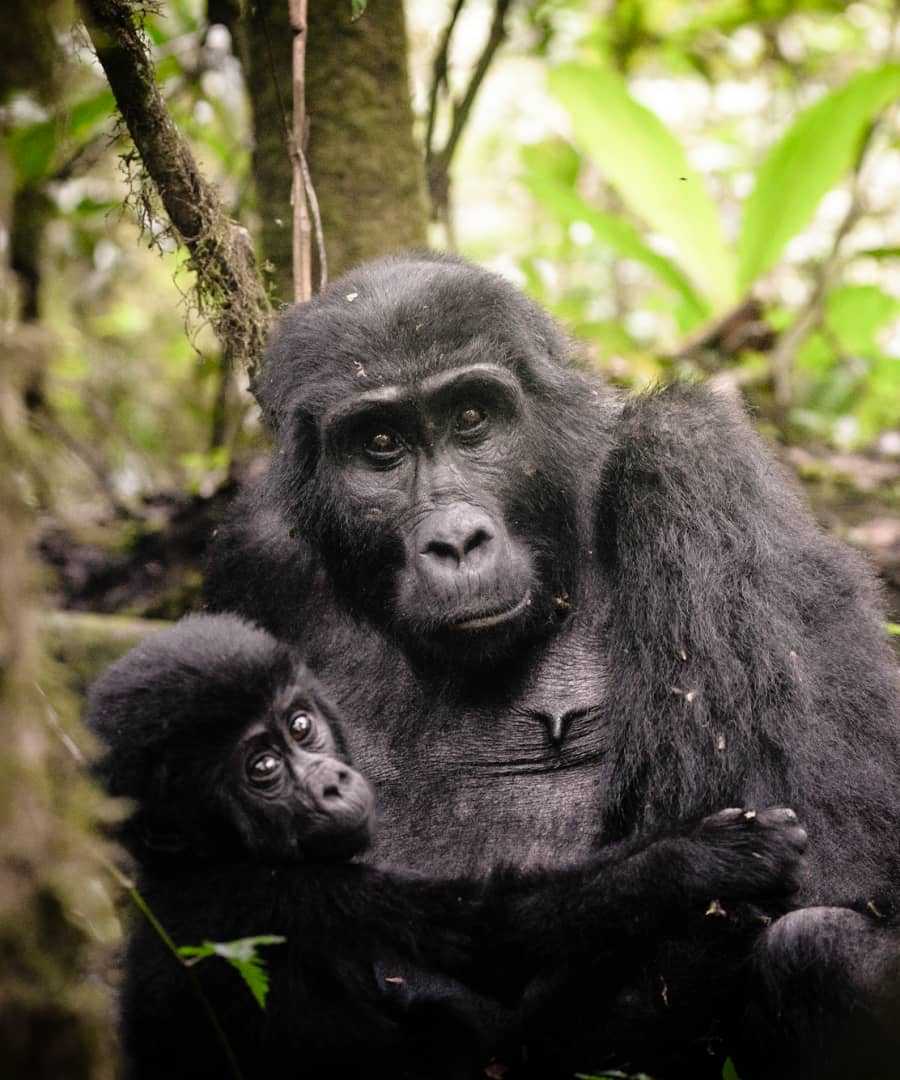 Uganda