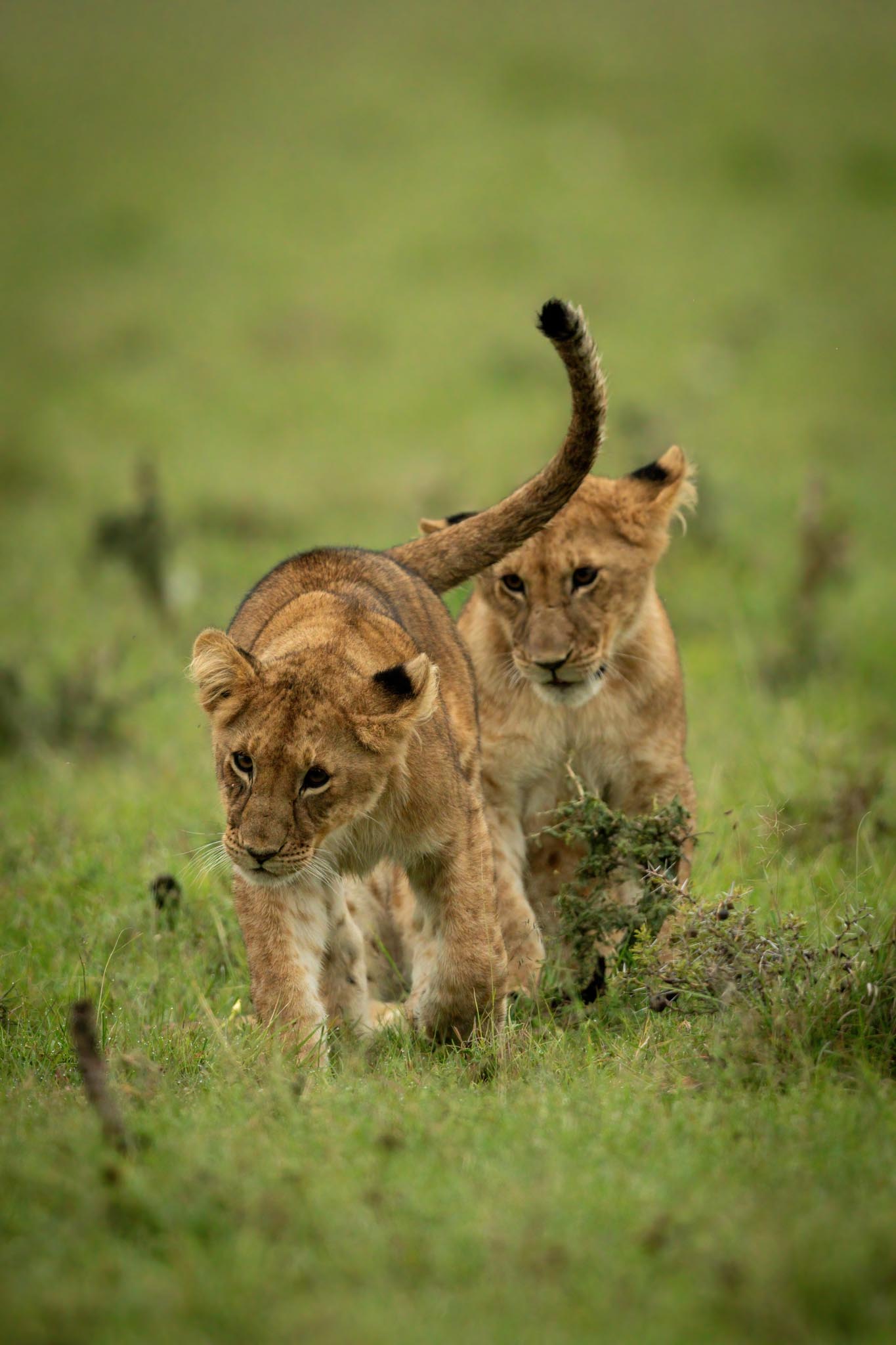 Kidepo Valley National Park