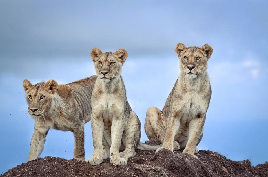 Adventure Safari