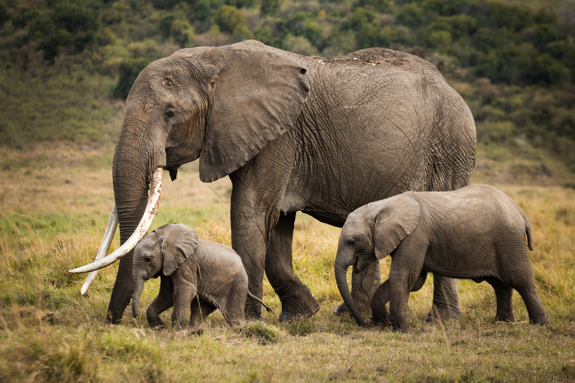 Family Safari