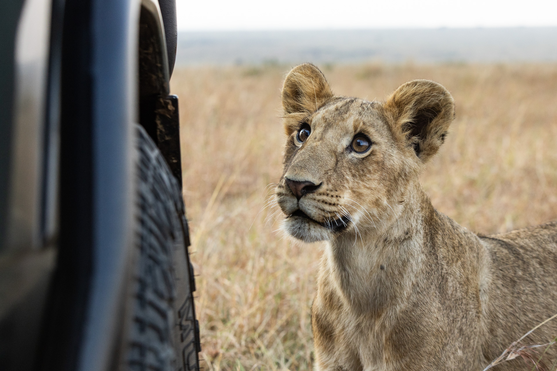 Meru National Park