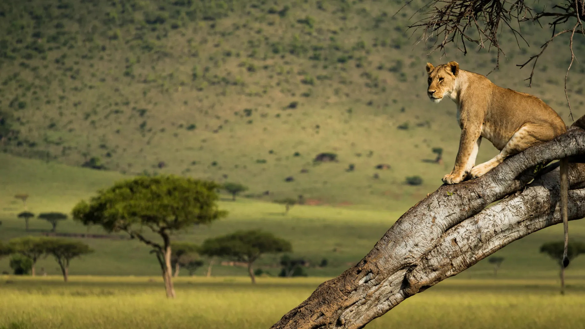 Queen Elizabeth National Park