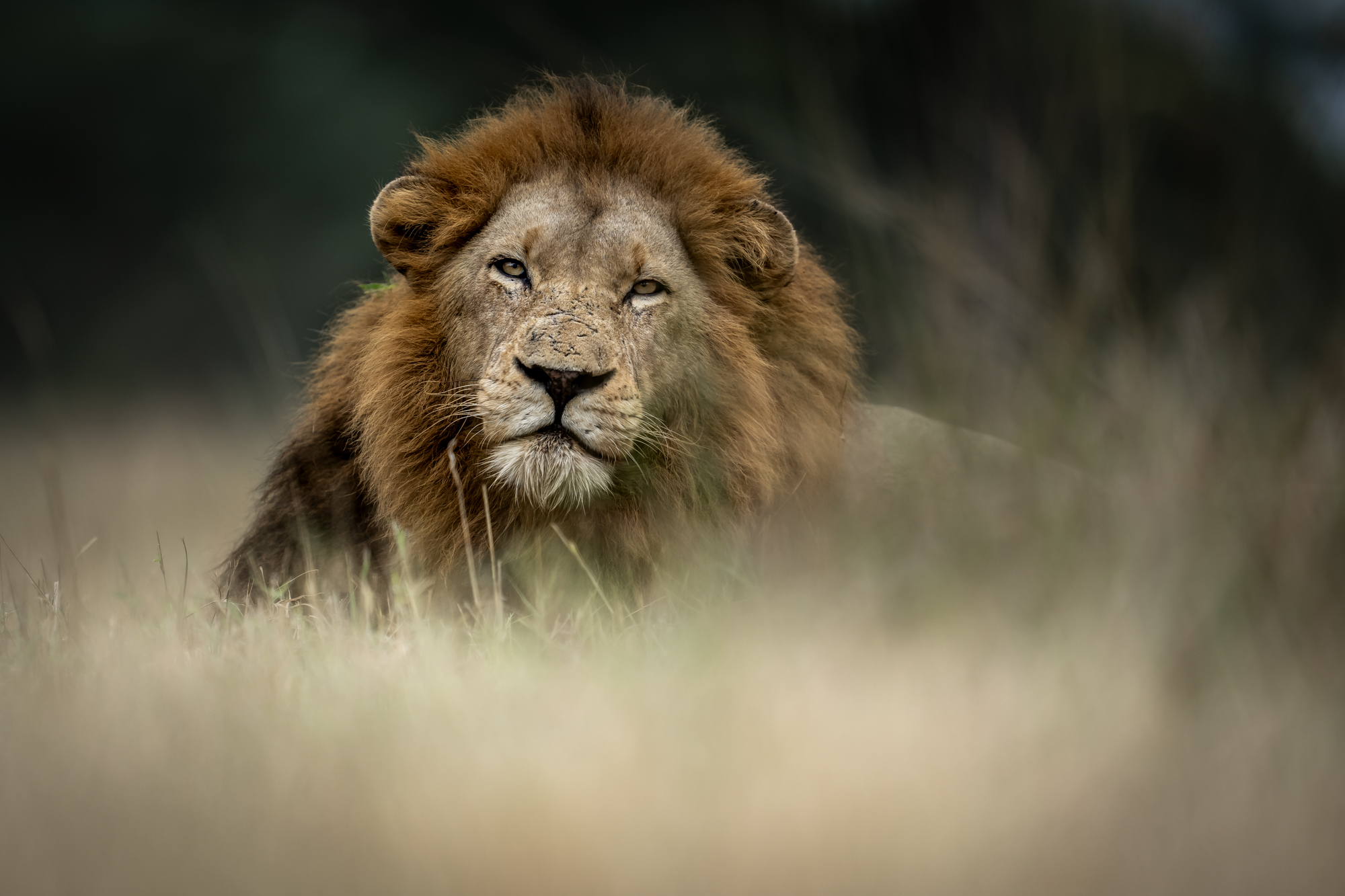 Solo Safari