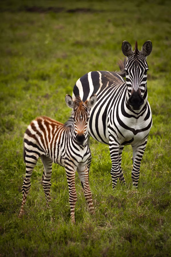 Serengeti National Park Photography Safari in Serengeti National Park