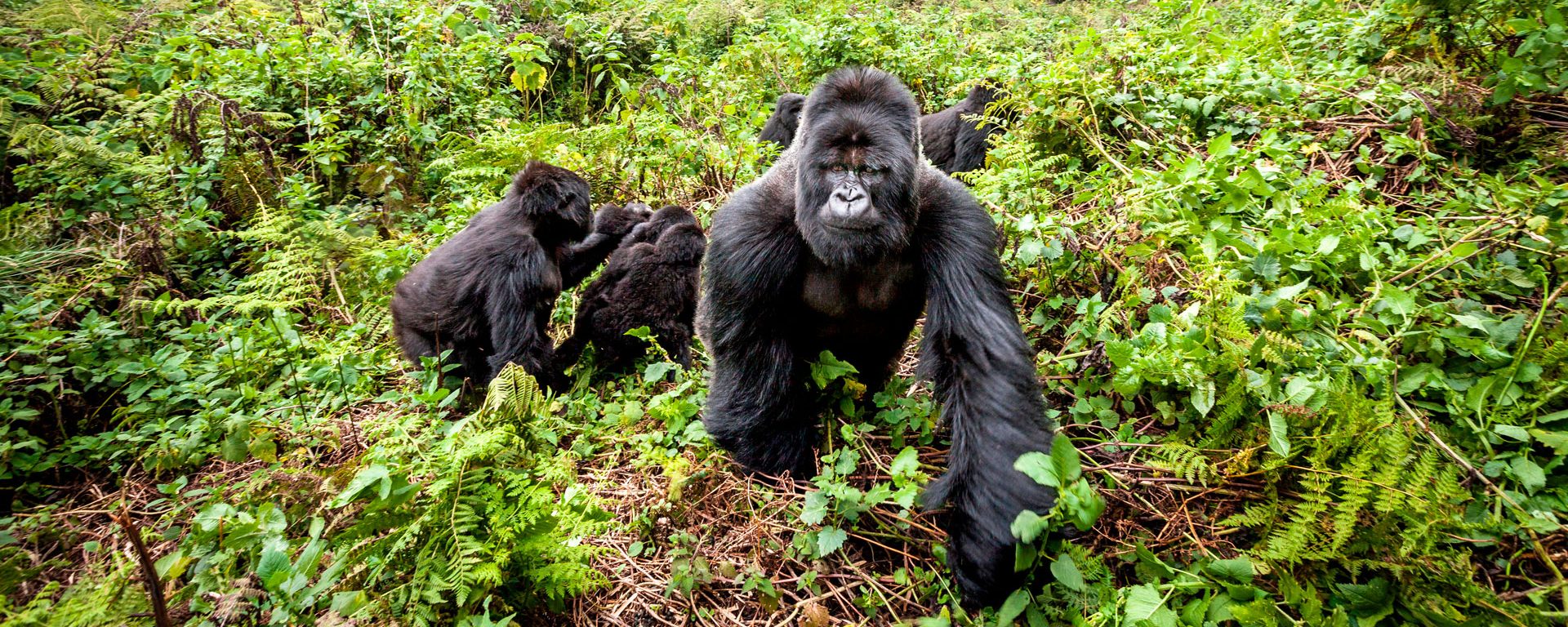 Gorilla Trekking & Wildlife Tours in Rwanda: Ultimate Safari Experience