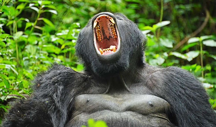 Mgahinga Gorilla National Park