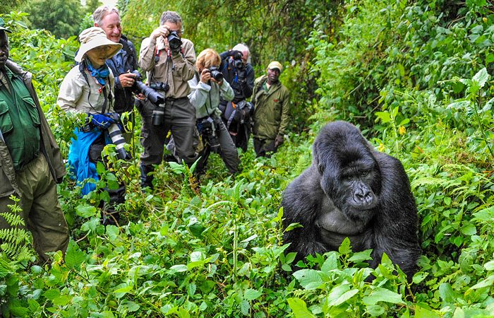 Bwindi Impenetrable Forest National Park